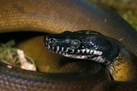 Northern White Lipped Python Care Sheet