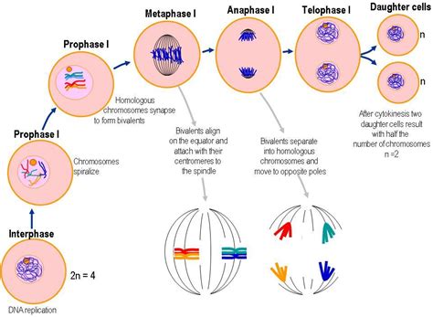 Meiosis Cycle