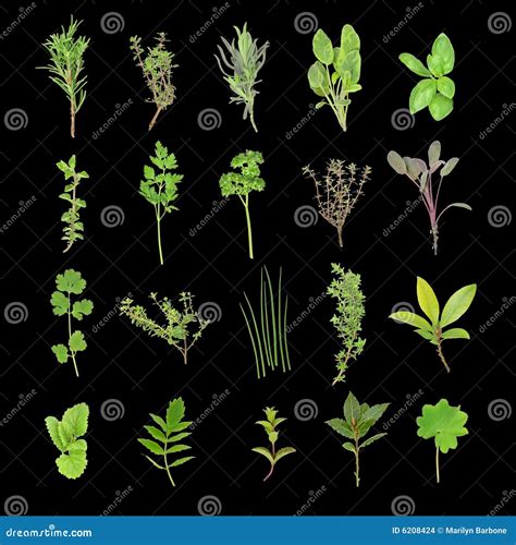 Herb Leaf Selection Stock Illustration Illustration Of Chives 6208424