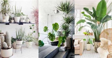 All'interno della sezione singole piante trovi tutte le schede delle principali piante d'appartamento. La natura in casa: quali piante da appartamento scegliere