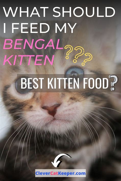 What Should I Feed My Bengal Kitten Best Kitten Food