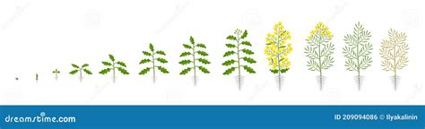 Rapeseed Oilseed Plant Growth Stages Growing Period Steps Brassica