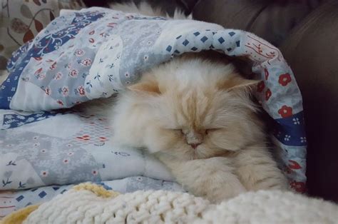 By gurucerdasposted on february 10, 2021. Ingin Memelihara Kucing Ras Angora atau Persia? Ini ...
