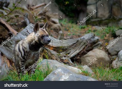 Striped Hyena Hyaena Hyaena Species Hyena Stock Photo 1466204249