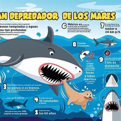 Infografía Del Tiburón Blanco Iq Junior White Shark Infographic For