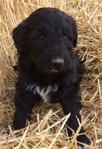 Their puppies will receive the same loving treatment as they are handled many times a day and will be very well socialized when they leave for their new. CKC Border Doodle Male #3 puppy for Sale in Bancroft ...