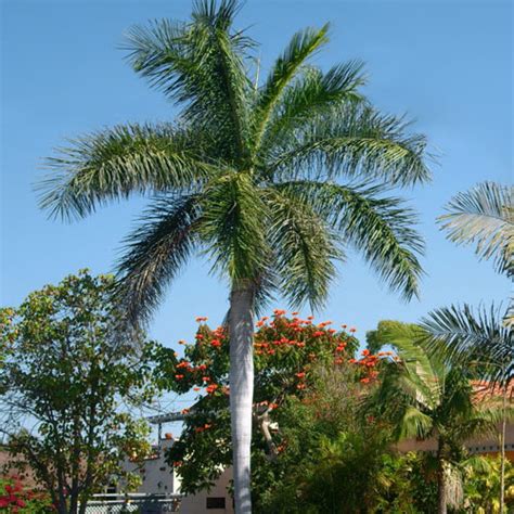 Roystonea Regia Seeds 10 Seeds Cuban Royal Palm Plant World Seeds