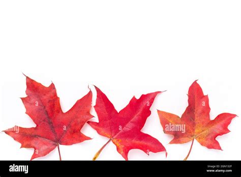 Autumn Background Red Maple Leaves On White Background Image Stock
