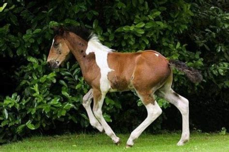 foal  born  unique horse shaped marking