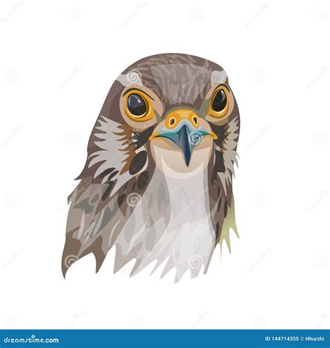 Falcon S Head Vector Stock Illustration Illustration Of Color 144714355