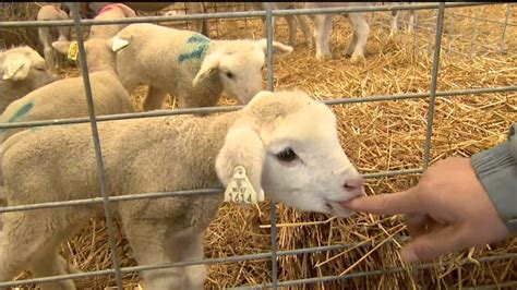 Lamb Farmers Offers Tours Of Animal Nursey Youtube