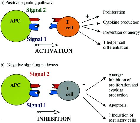 The Role Of Novel T Cell Costimulatory Pathways In Autoimmunity And