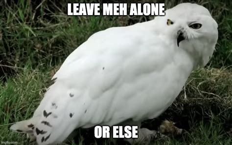Angry Owl Meme