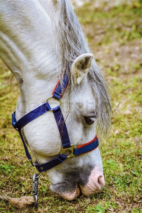 Portrait Of White Horse Eating Grass Stock Image Colourbox