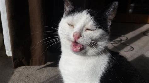 21 Photos Of Cats Sneezing That Will Make You Laugh Cat Sneezing Cats Funny Cat Memes