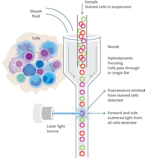 Flow Cytometry Diagram Hot Sex Picture