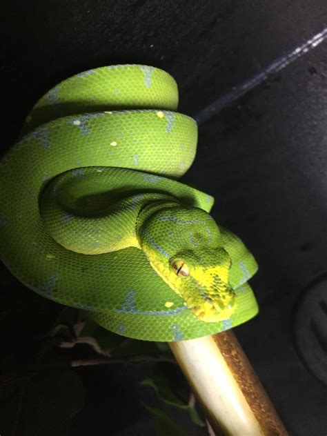 Green Tree Python Finally Changing Colors Snakes