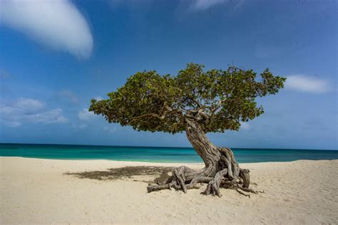 Strandurlaub Aruba 9 Tage Exit Reisen
