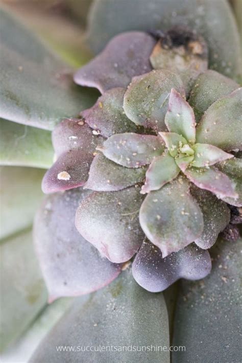 How To Get Rid Of Mealybugs On Succulents How To Get