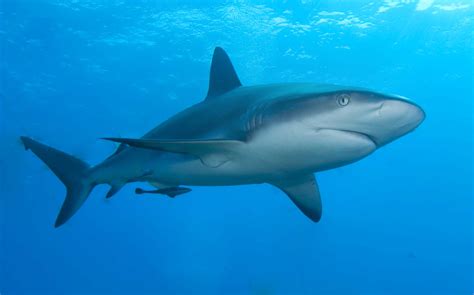Filecaribbean Reef Shark