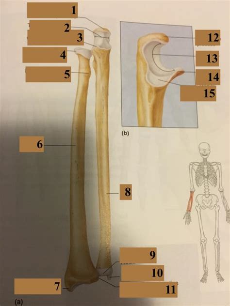 Radius And Ulna Anatomy Quiz