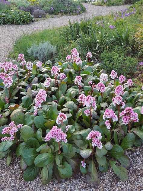 Bergenia Beethoven Beth Chattos Plants And Gardens