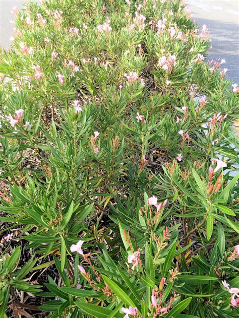 Dwarf Oleanders Are Easy To Keep In Bounds Ufifas Extension
