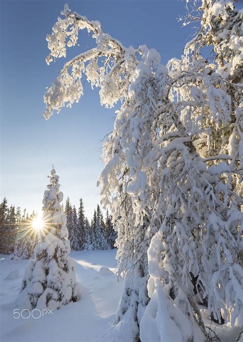 Norwegian Winter Wonderland Snowbound Trees Near Sjusjoen And