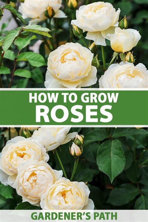 How To Grow And Care For Roses Gardeners Path