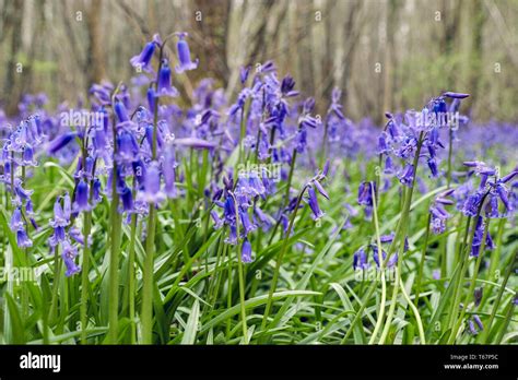 Native English Bluebells Growing In A Bluebell Wood In Spring West