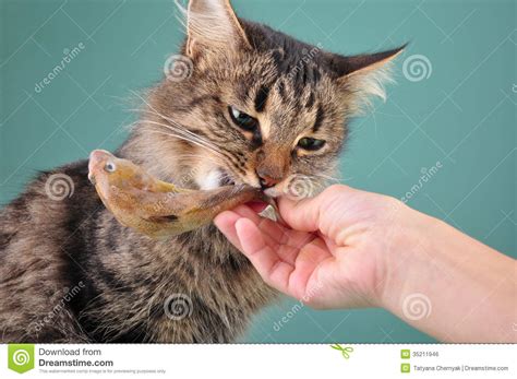 Getting your cat or dog to take a capsule or tablet can be a challenge. Child Feeding A Cat With A Fish Stock Photo - Image of ...