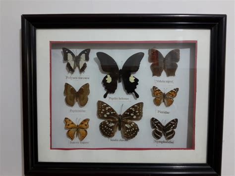 Collection Butterflies In A Display Case 38 X 33 Cm Catawiki