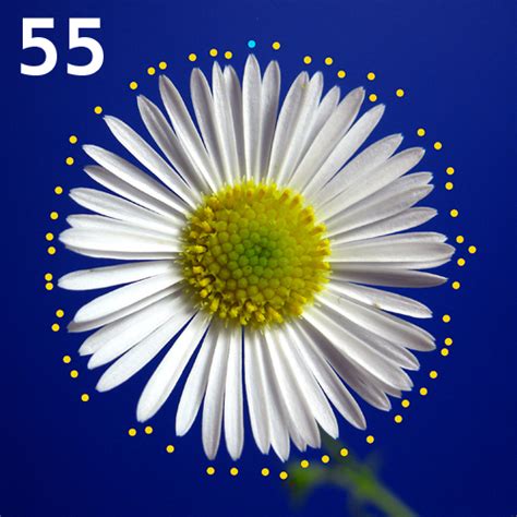 Visualizza altre idee su fiori gialli, fiori, fiori frangipani. I fiori di Fibonacci - Blog di Matematica e Scienze
