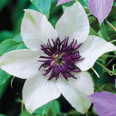 25 White Purple Clematis Seeds Perennial Giant Flower Garden Etsy