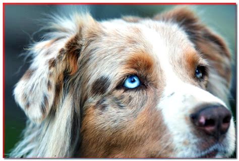 Perros Con Ojos Azules Conoce Estas Razas De Perros Perritos Hc My