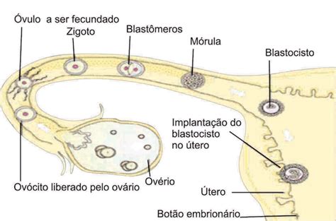 Blastula Humana