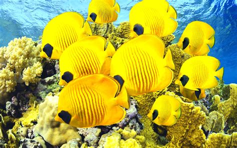 fish, Fishes, Underwater, Ocean, Sea, Sealife, Nature Wallpapers HD