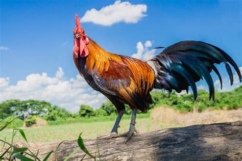 Portrait Of Bantam Chicken Beautiful Colorful Stock Image Image Of