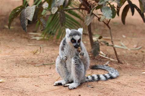 Madagascar Way Of Life Lemurs Park
