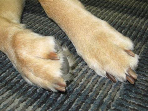 10 Facts About Dog Paws That Will Blow You Away