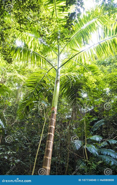 Young Palm Tree Growing To Light In Rainforest Stock Photo Image Of