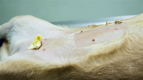 Causes Of Dog Spay Incision Broke Open