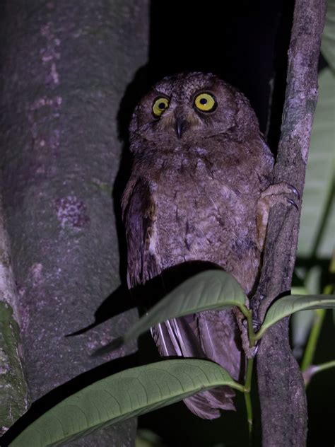 New Species Of Owl Discovered On Príncipe Island