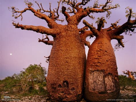 See more ideas about baobab, baobab tree, baobab tree fruit. In Madagascar, baobabs like those shown here are valued ...