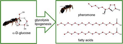 De Novo Biosynthesis Of Fatty Acids From α D Glucose In Parasitoid Wasps Of The Nasonia Group