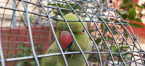 Rose Ringed Parakeet Parrots Breed Information Omlet