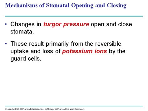 Bulk Flow Driven By Negative Pressure In The Xylem