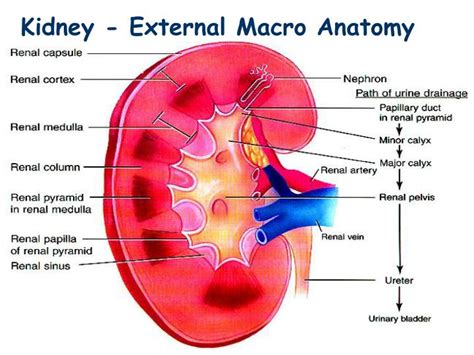 PPT - Kidney - External Macro Anatomy PowerPoint ...