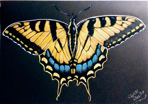 Swallowtail Butterfly By Patricia Railey Realistic Animal Drawings