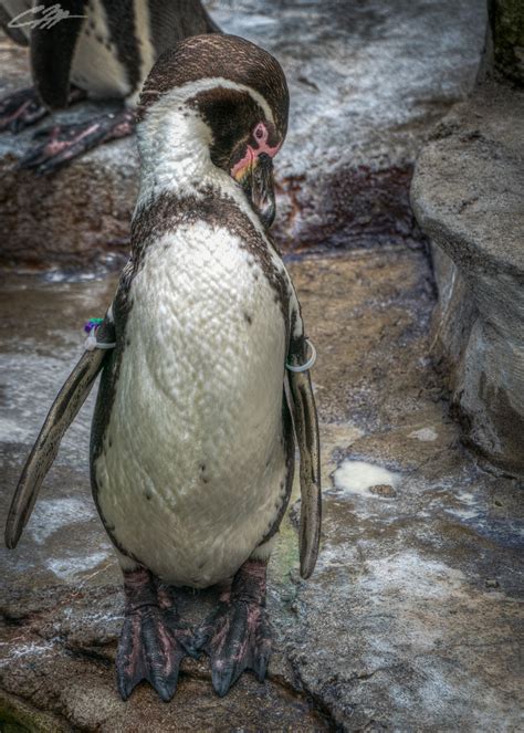Penguin Akron Zoo Craig Markert Flickr